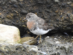 Charadrius modestus