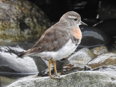Charadrius modestus