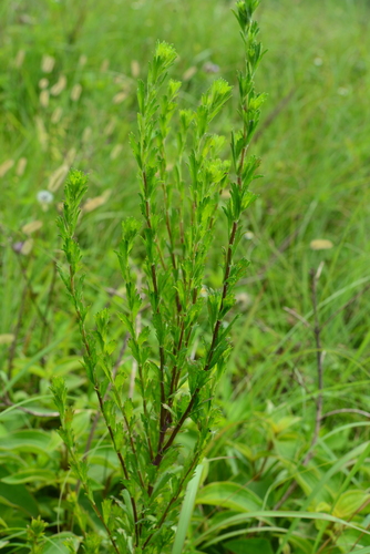 Artemisia japonica iNat (3)