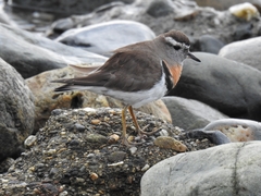 Charadrius modestus