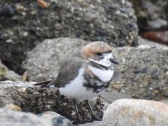 Charadrius modestus