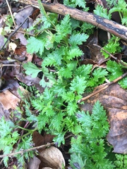 Glandularia canadensis
