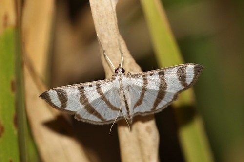 Zebra Pyrale