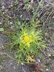 Sanicula arctopoides