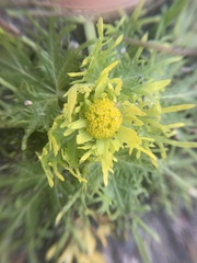 Sanicula arctopoides