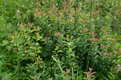 Lindera glauca
