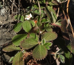 Potentilla micrantha
