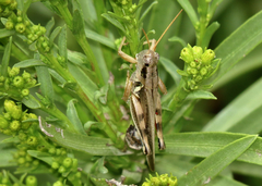 Melanoplus cinereus