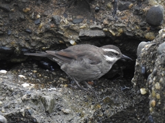 Cinclodes patagonicus