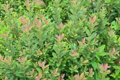 Lindera glauca
