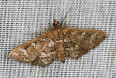 Ischnurges illustralis