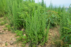 Artemisia lancea