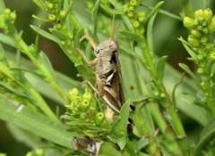Melanoplus cinereus