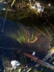Potamogeton lucens