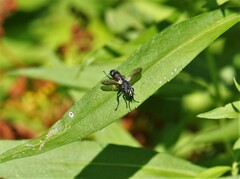 Cylindromyia interrupta