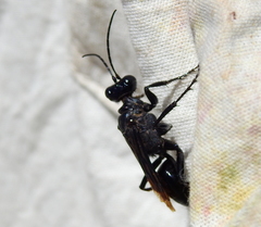 Stangeella cyaniventris