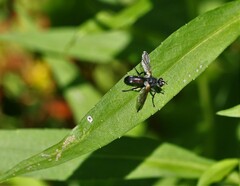 Cylindromyia interrupta