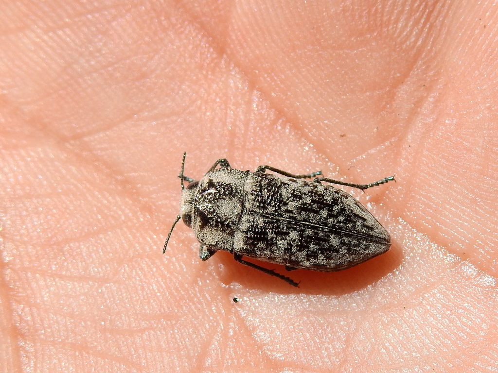 Achardella curtula