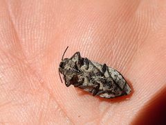 Chrysochroinae