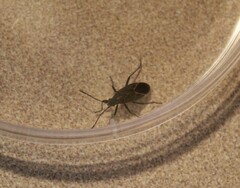 Boisea rubrolineata