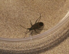 Boisea rubrolineata