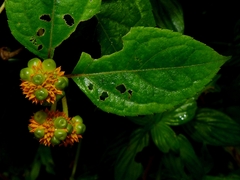 Tilesia baccata