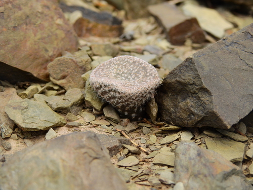 Image of Maihueniopsis clavarioides by (c) Guillermo Debandi, some rights reserved (CC BY)