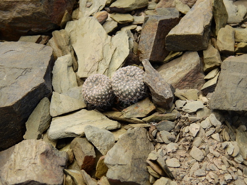 Image of Maihueniopsis clavarioides by (c) Guillermo Debandi, some rights reserved (CC BY)