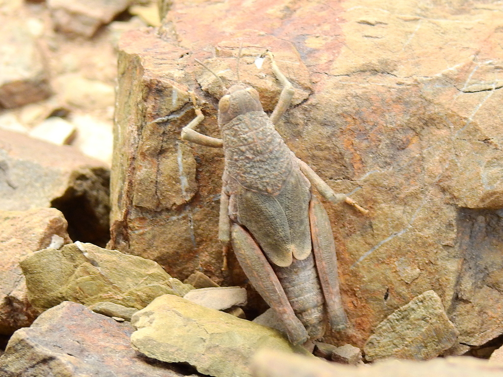 Aucacris eumera
