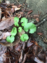 Ranunculus abortivus