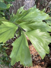 Caryota mitis