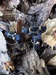 Calydon submetallicum