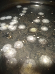 Fungi