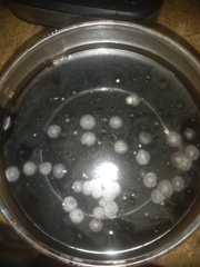 Fungi