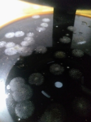 Fungi