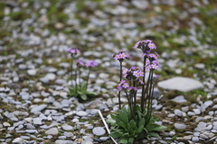 Primula stricta