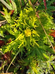 Sanicula arctopoides