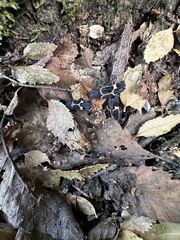 Calydon submetallicum