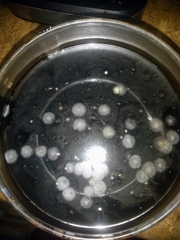 Fungi