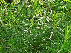 Asperula molluginoides