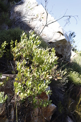 Osteospermum moniliferum