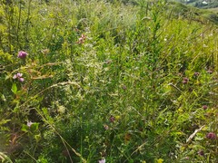 Asperula molluginoides