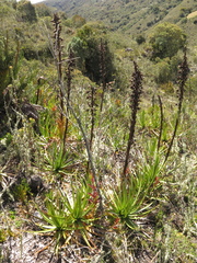 Puya nitida
