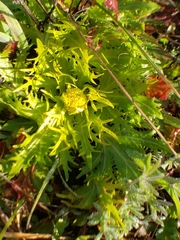 Sanicula arctopoides