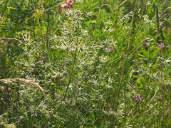 Asperula molluginoides