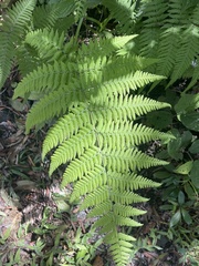 Macrothelypteris