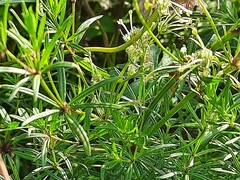 Asperula molluginoides