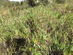 Aulonemia bogotensis
