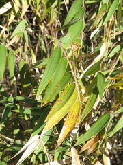 Aulonemia bogotensis