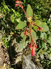 Kohleria trianae